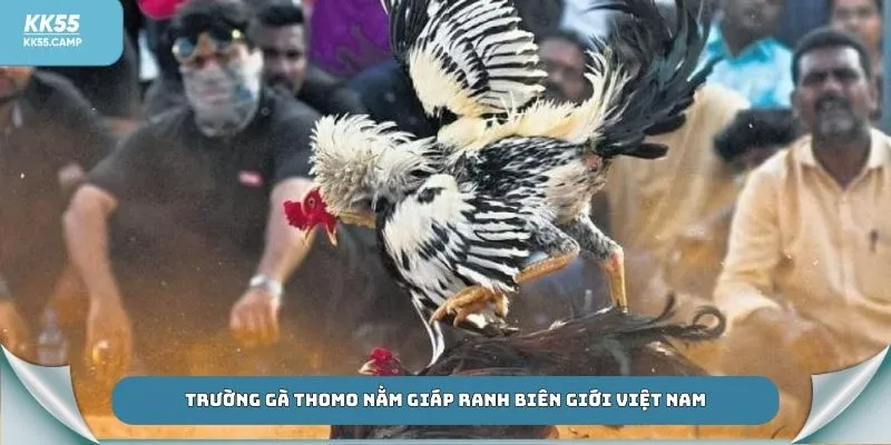 Trường gà Thomo nằm giáp ranh biên giới Việt Nam